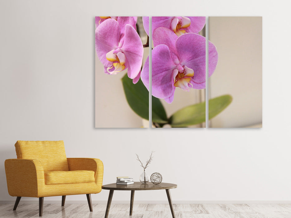 Leinwandbild 3-teilig Orchideen mit lila Blüten in XL