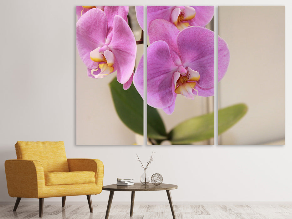 Leinwandbild 3-teilig Orchideen mit lila Blüten in XL