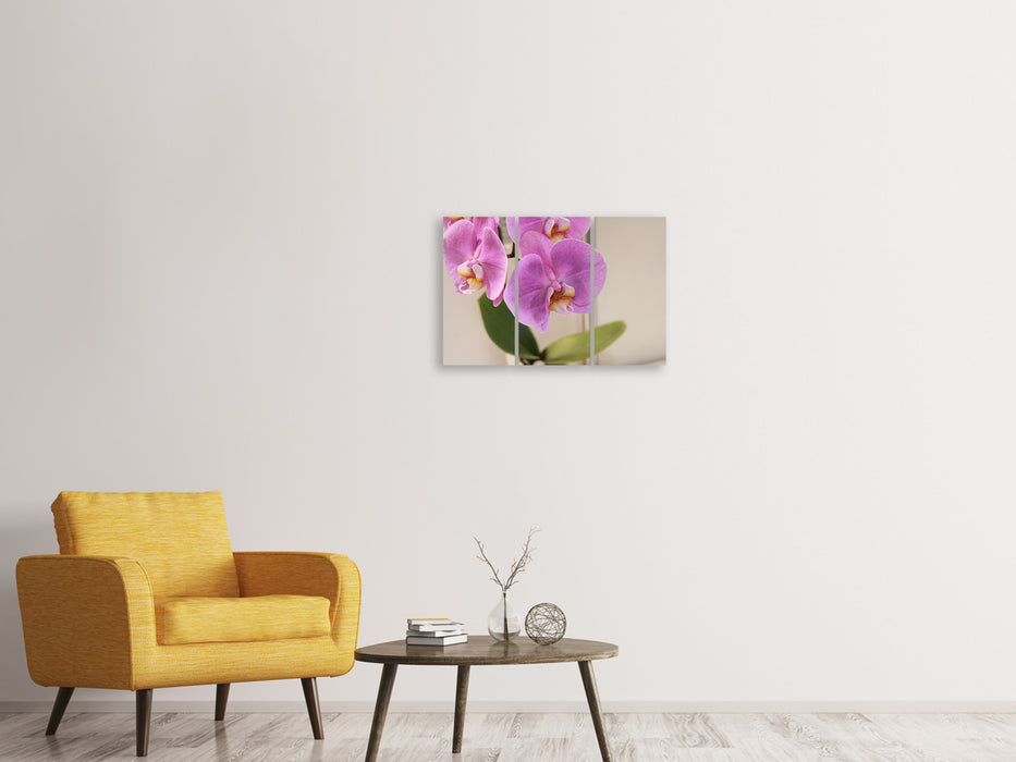 Leinwandbild 3-teilig Orchideen mit lila Blüten in XL