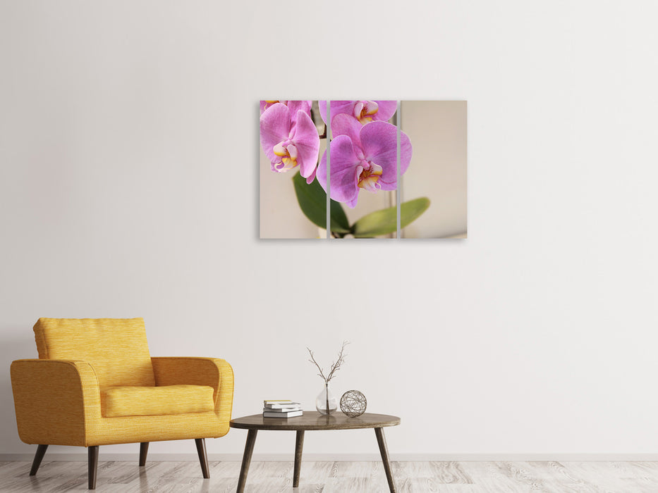 Leinwandbild 3-teilig Orchideen mit lila Blüten in XL