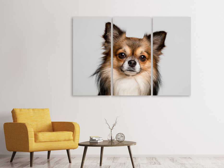 Leinwandbild 3-teilig Süsser Chihuahua