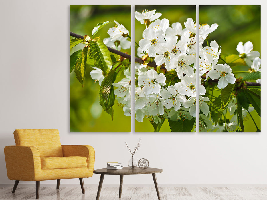 Leinwandbild 3-teilig Weisse Blüten in XL