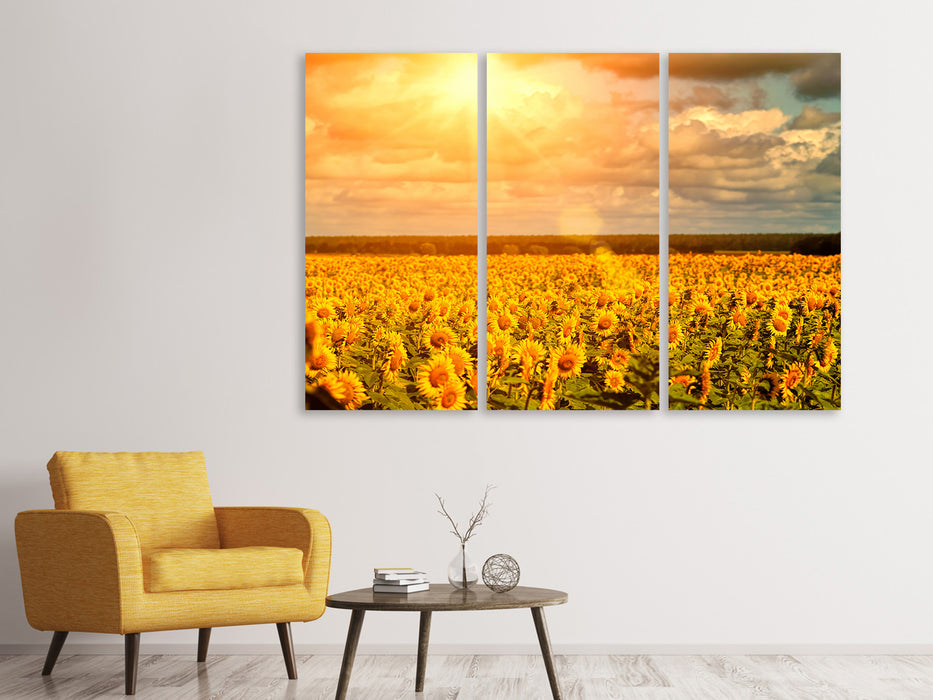 Leinwandbild 3-teilig Goldenes Licht für Sonnenblumen