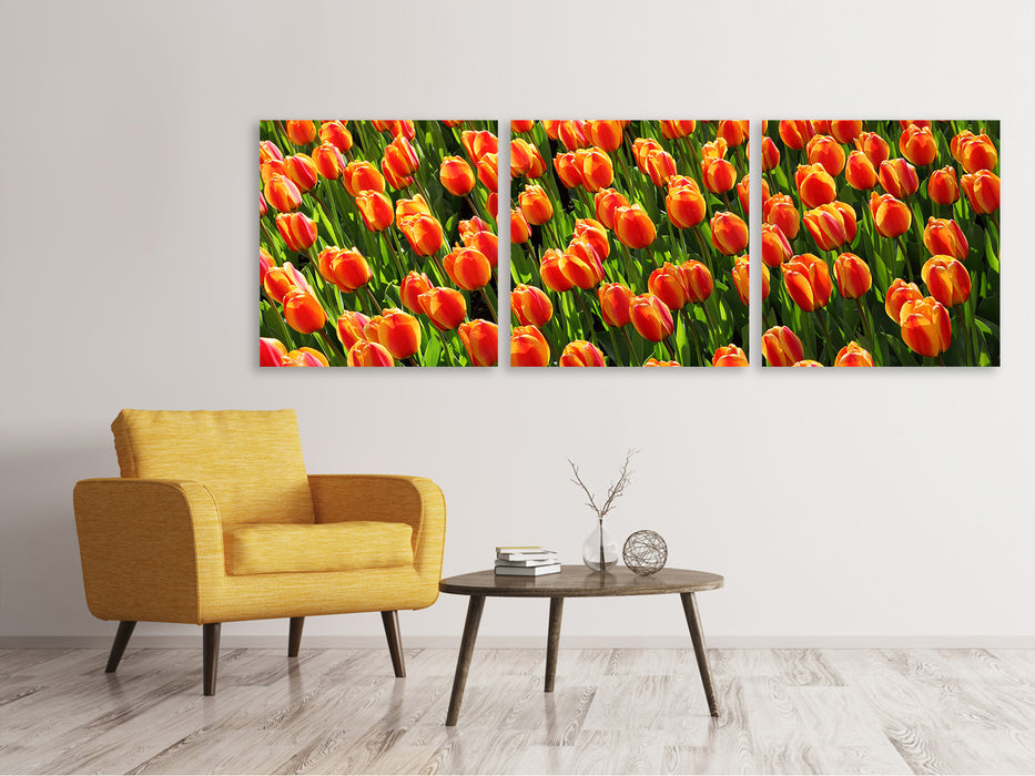 Panorama Leinwandbild 3-teilig Tulpenfeld in orange