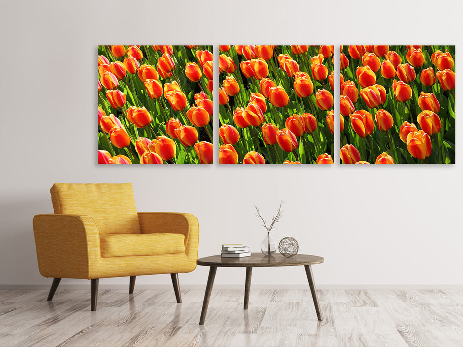 Panorama Leinwandbild 3-teilig Tulpenfeld in orange