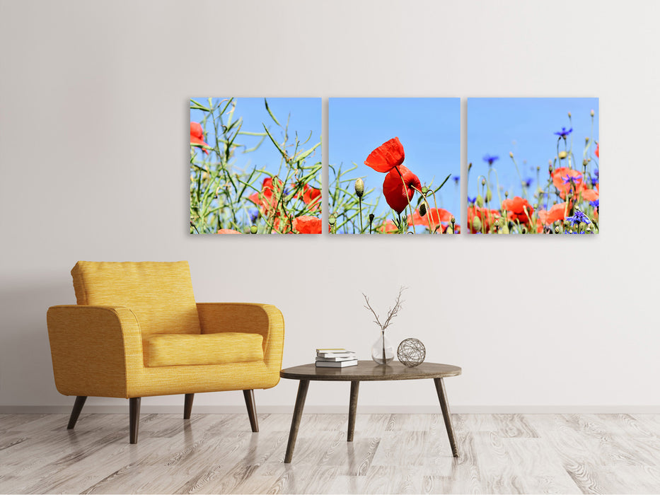 Panorama Leinwandbild 3-teilig Der Mohn in der Blumenwiese