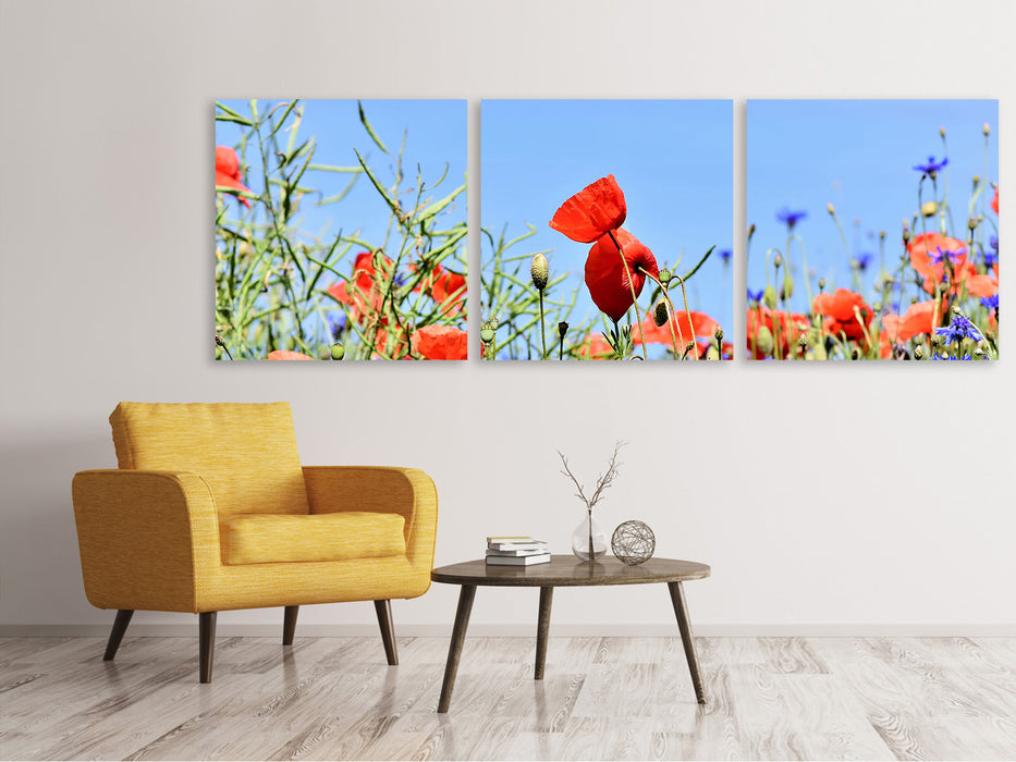 Panorama Leinwandbild 3-teilig Der Mohn in der Blumenwiese