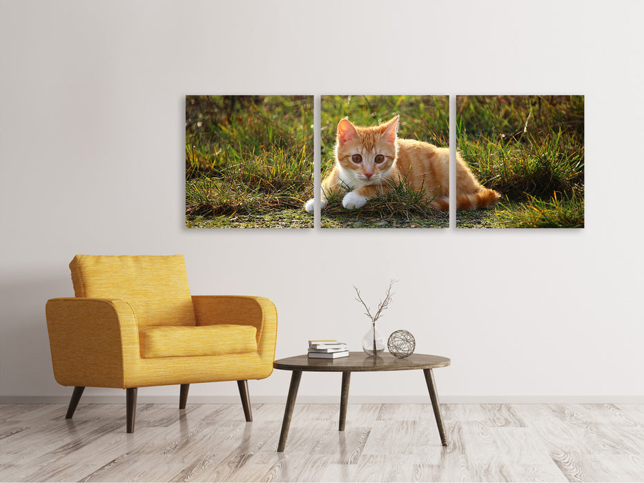 Panorama Leinwandbild 3-teilig Kitten in der Natur