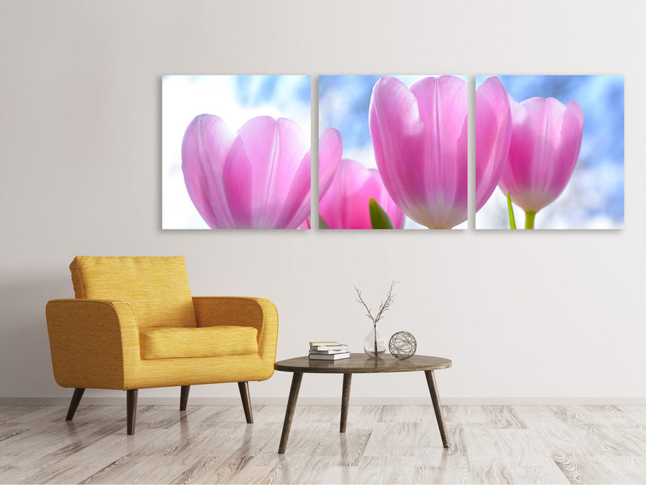 Panorama Leinwandbild 3-teilig Tulpen in der Natur