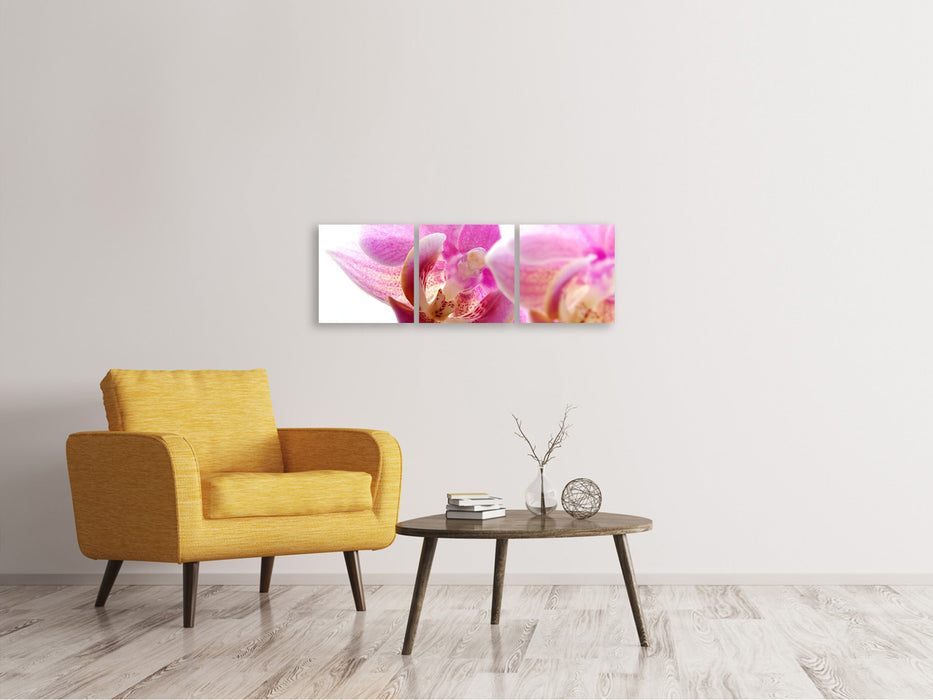 Panorama Leinwandbild 3-teilig Prächtige Phalaenopsis