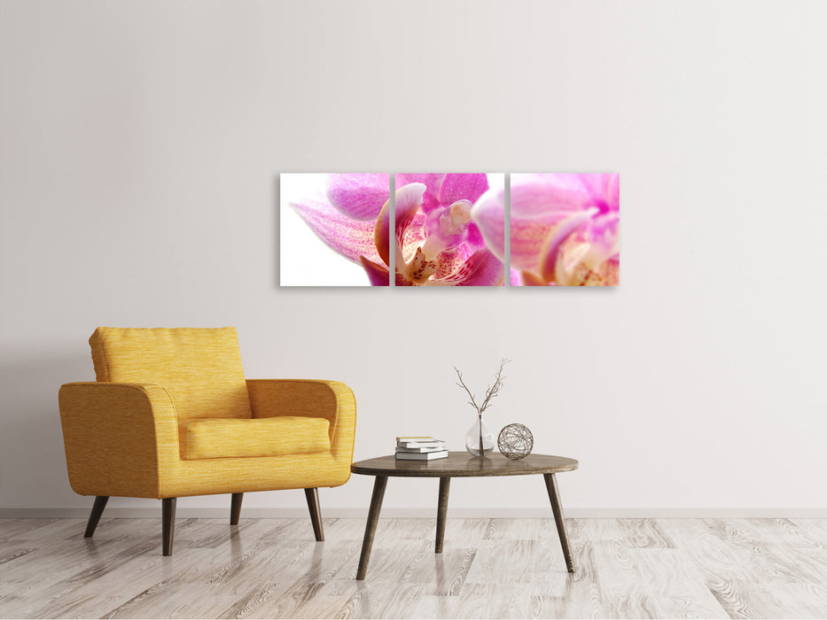 Panorama Leinwandbild 3-teilig Prächtige Phalaenopsis