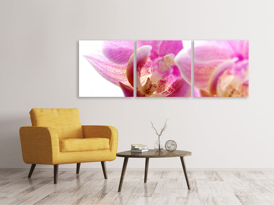 Panorama Leinwandbild 3-teilig Prächtige Phalaenopsis