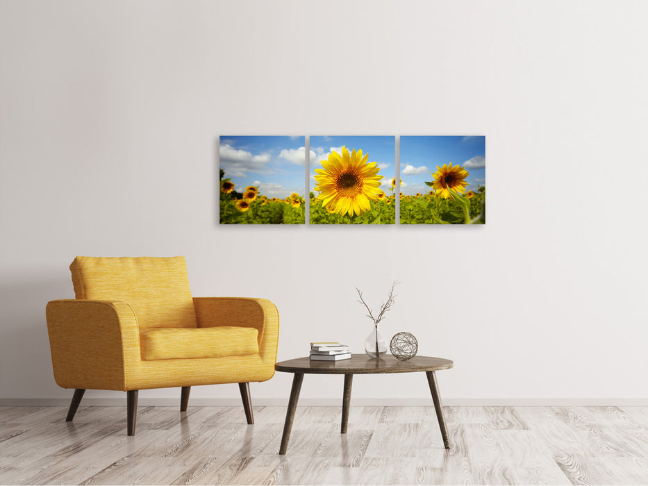 Panoramic 3-piece canvas picture summer sunflowers