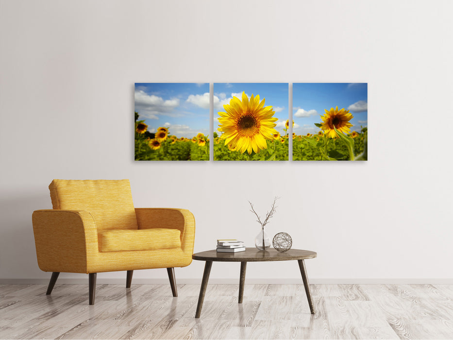 Panoramic 3-piece canvas picture summer sunflowers