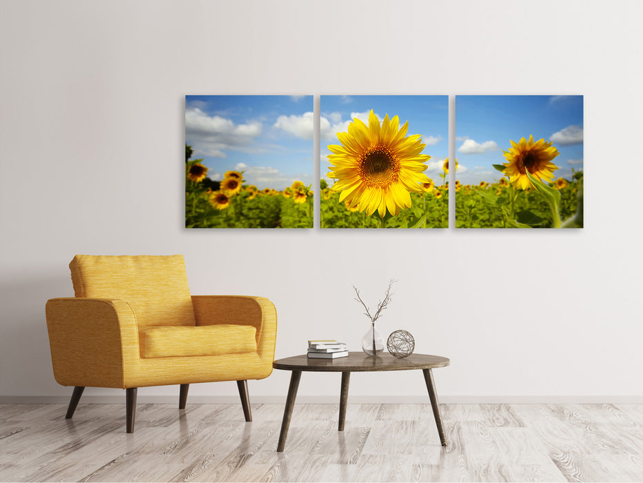 Panoramic 3-piece canvas picture summer sunflowers