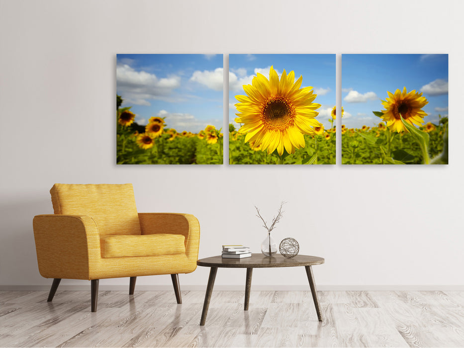 Panoramic 3-piece canvas picture summer sunflowers