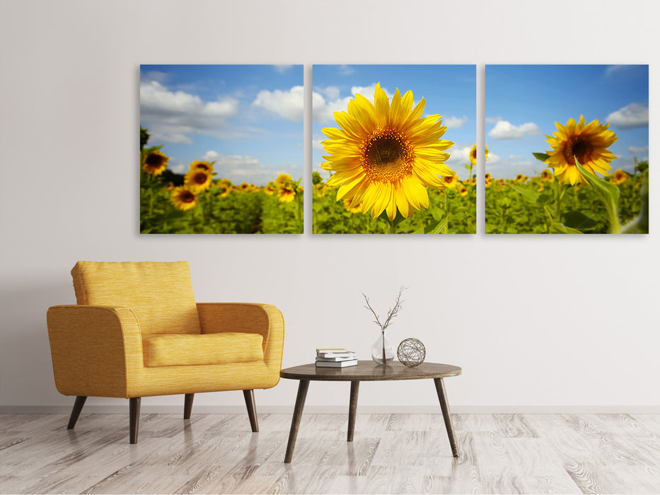 Panoramic 3-piece canvas picture summer sunflowers