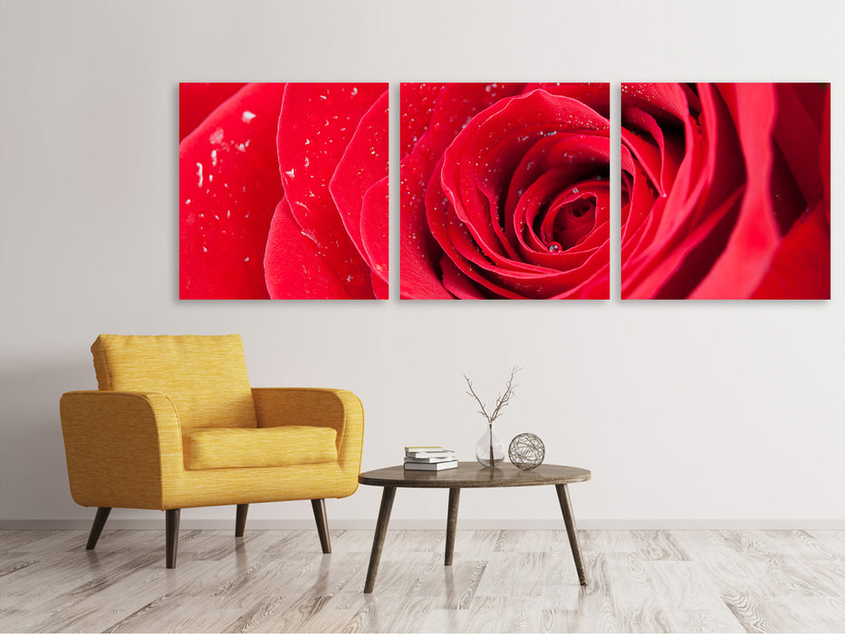 Panoramic 3-piece canvas picture Red rose in the morning dew