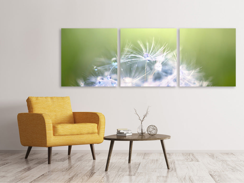 Panoramic 3-piece canvas picture Dandelion XL in the morning dew