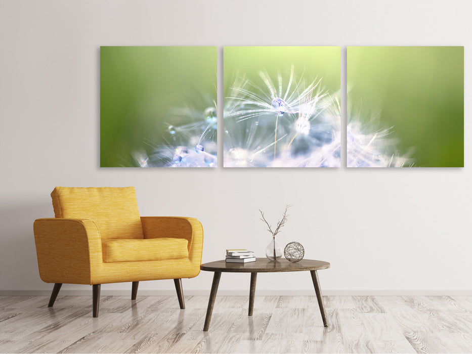 Panoramic 3-piece canvas picture Dandelion XL in the morning dew