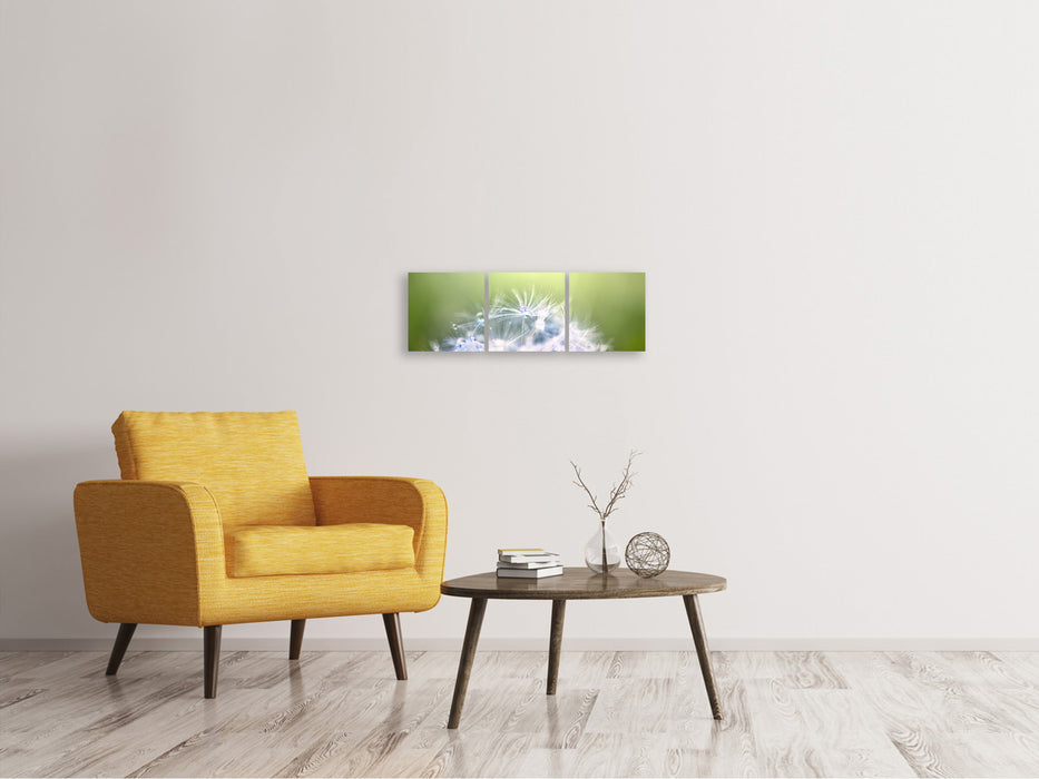 Panoramic 3-piece canvas picture Dandelion XL in the morning dew