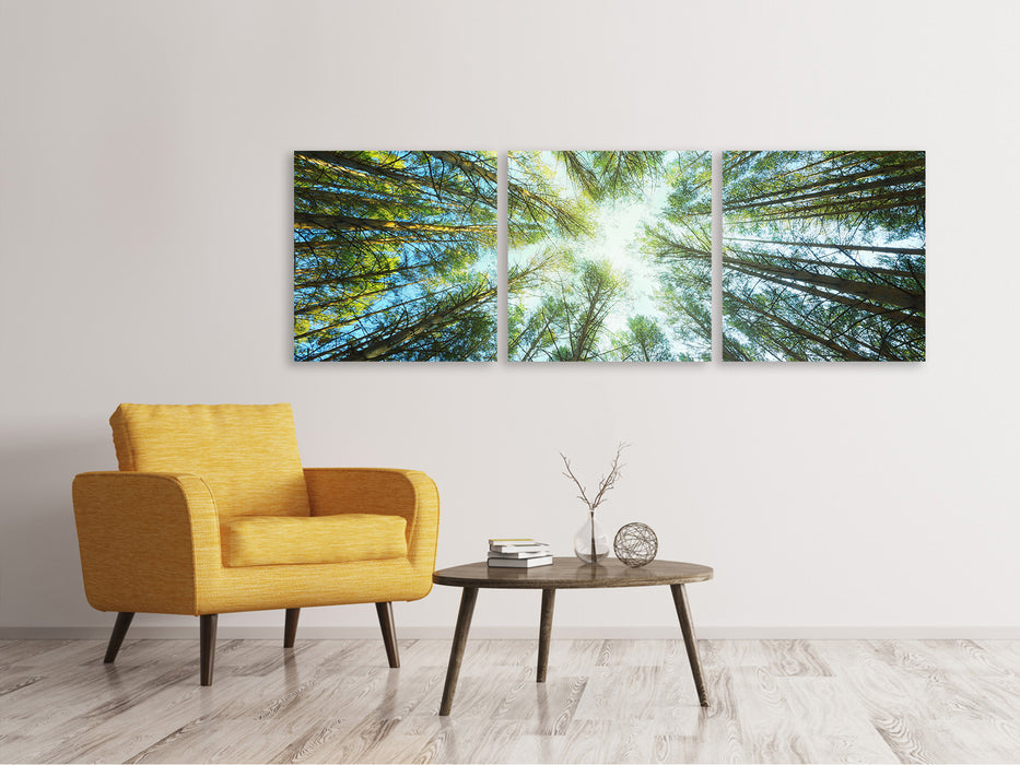 Panoramic 3-piece canvas picture pine forest