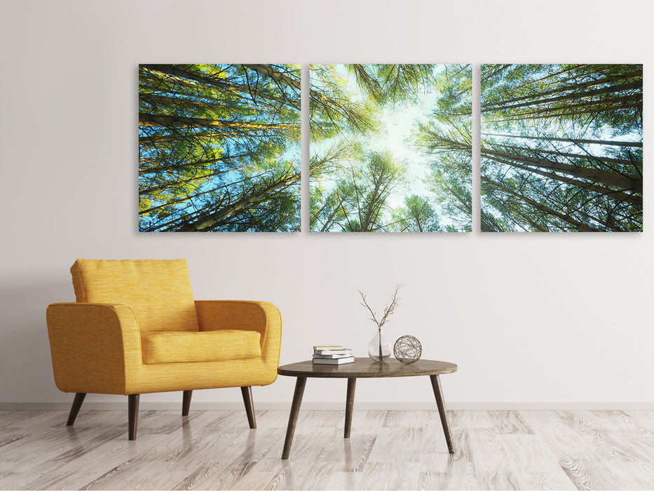 Panoramic 3-piece canvas picture pine forest