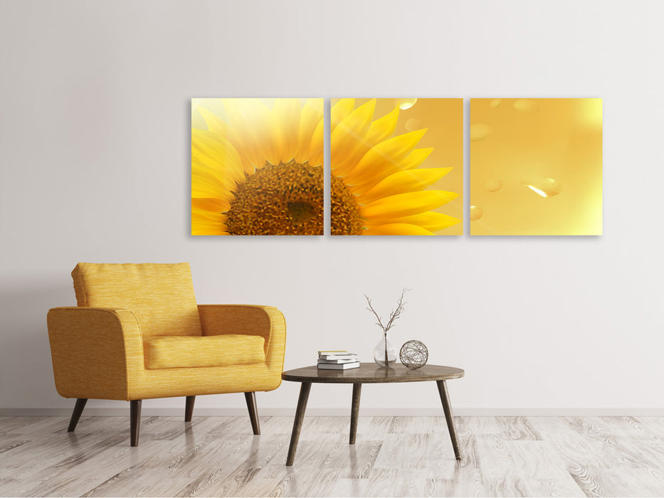 Panoramic 3-piece canvas picture Sunflower in the morning dew