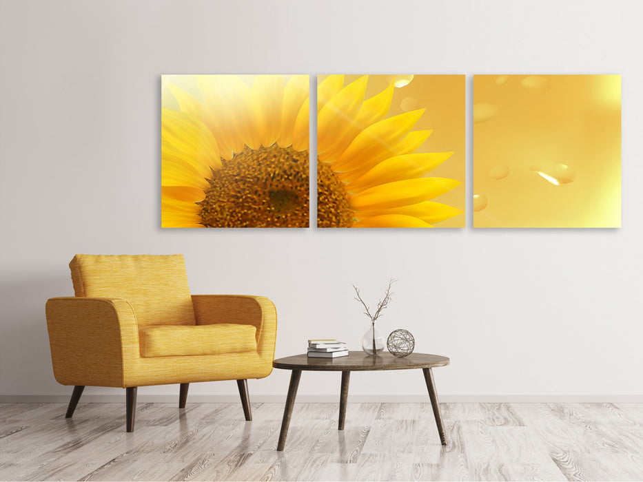 Panoramic 3-piece canvas picture Sunflower in the morning dew