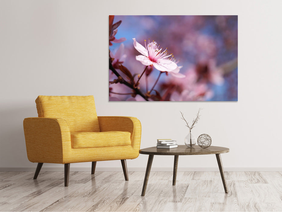 Canvas print Close up cherry blossom