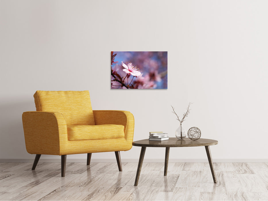 Canvas print Close up cherry blossom