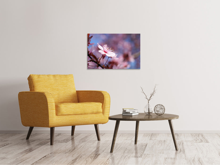 Canvas print Close up cherry blossom