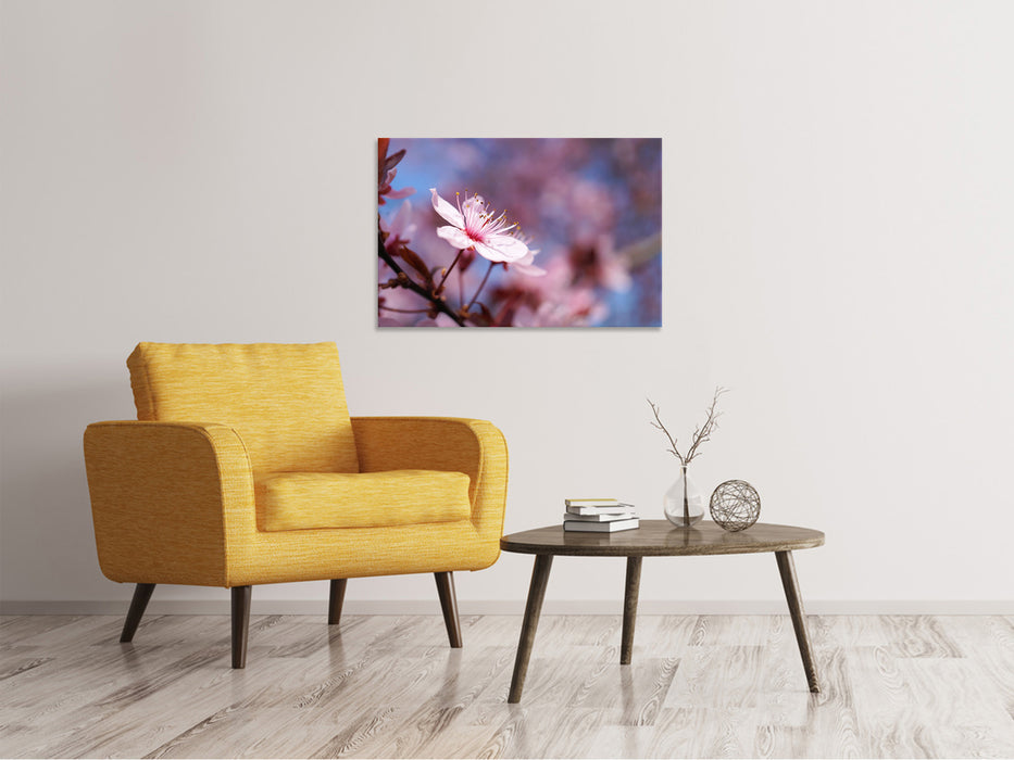 Canvas print Close up cherry blossom