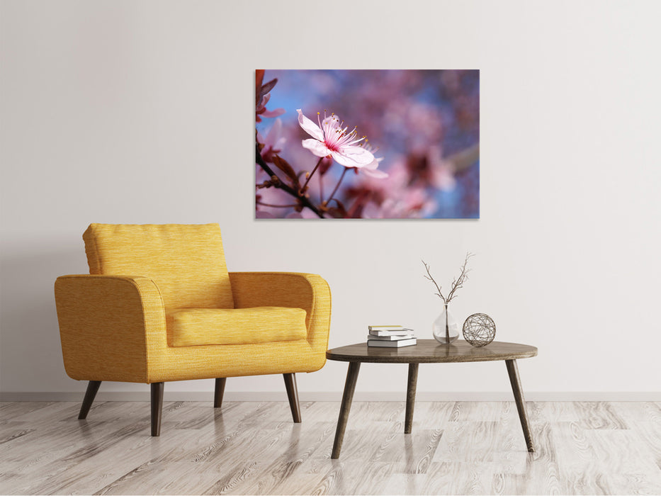 Canvas print Close up cherry blossom