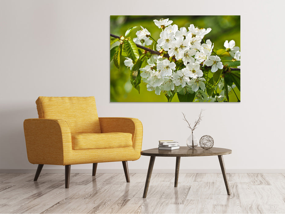 Canvas picture white flowers in XL