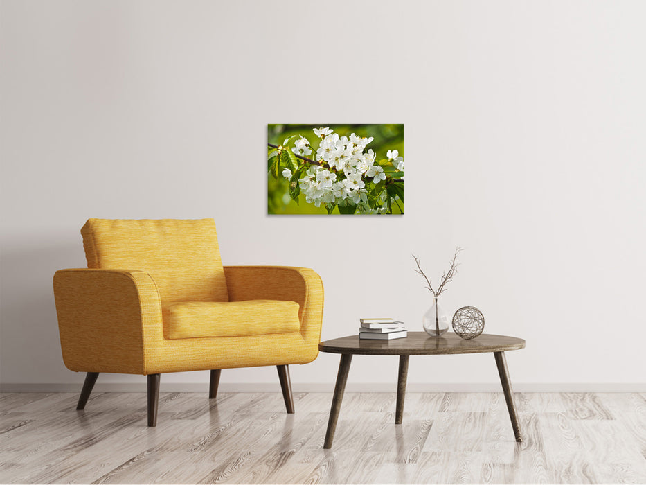 Canvas picture white flowers in XL