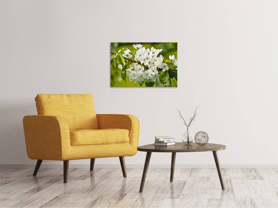 Canvas picture white flowers in XL