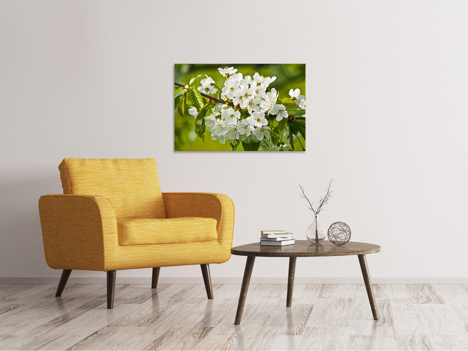 Canvas picture white flowers in XL