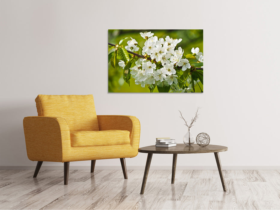 Canvas picture white flowers in XL