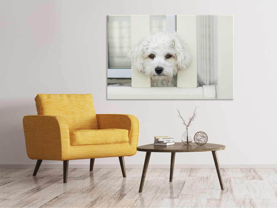 Canvas print A dog girl to fall in love with