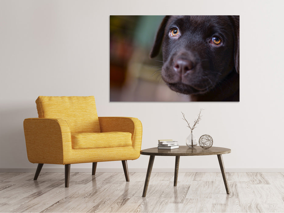 Canvas print Cute labrador puppy