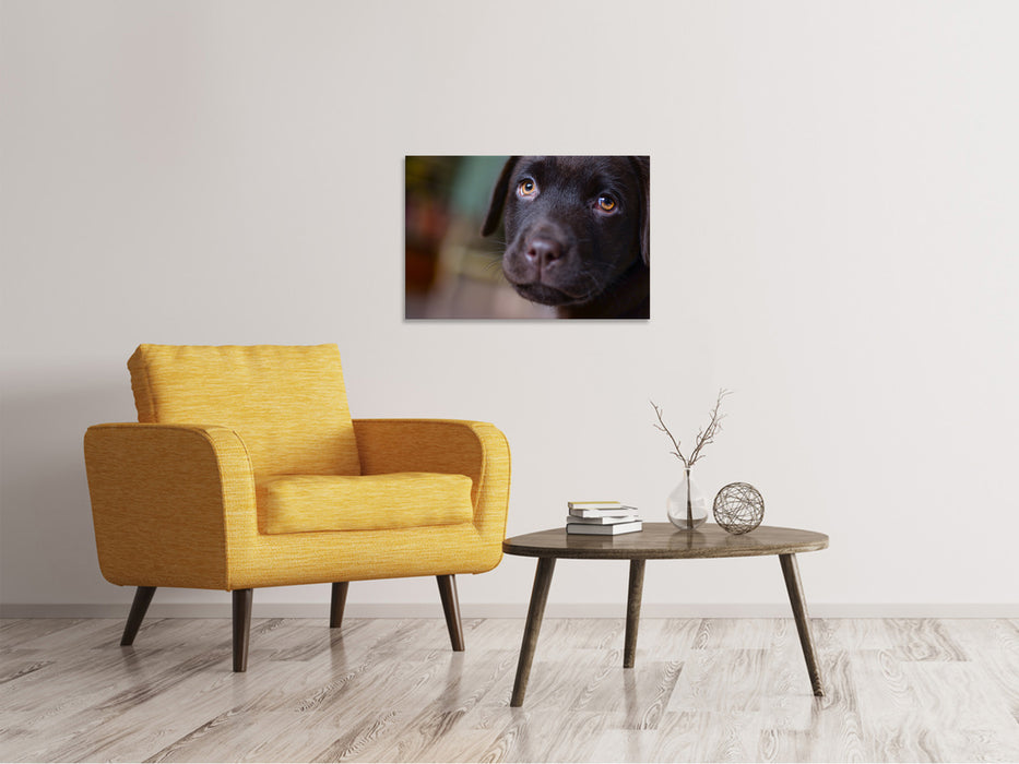 Canvas print Cute labrador puppy