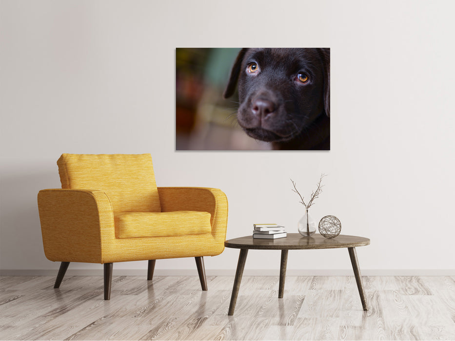 Canvas print Cute labrador puppy