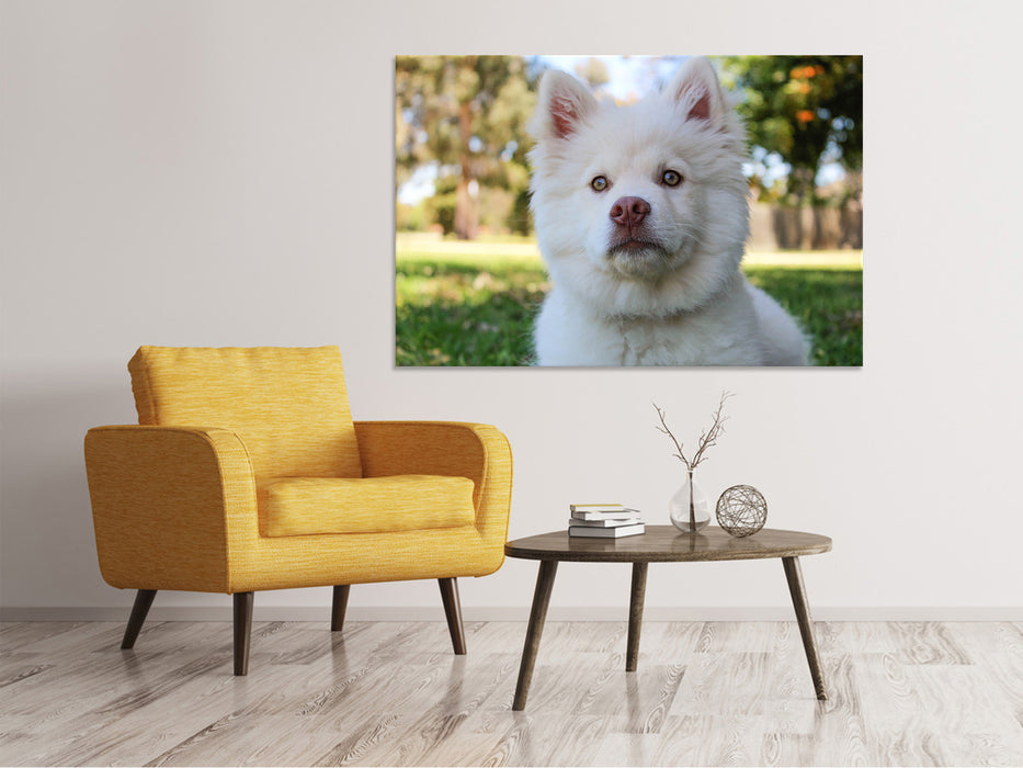 Canvas print Cute dog muzzle