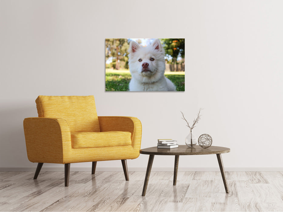 Canvas print Cute dog muzzle