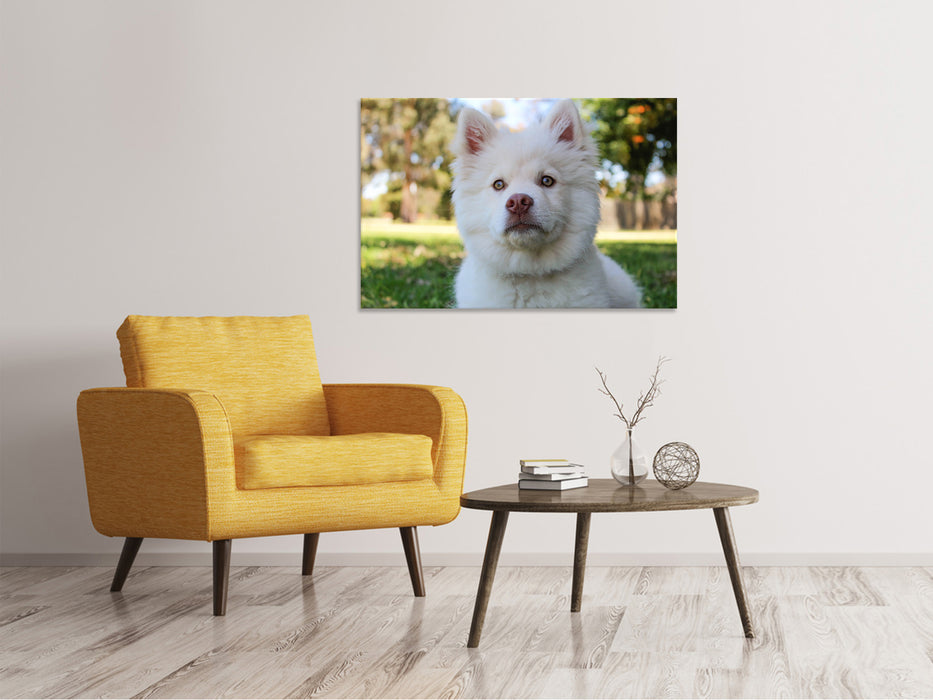 Canvas print Cute dog muzzle