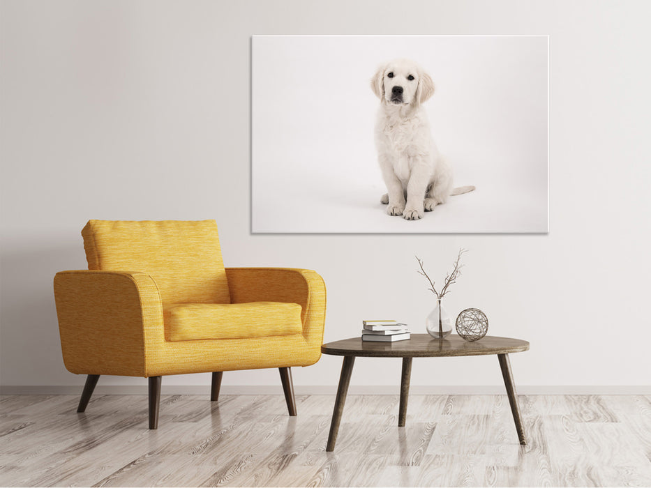 Canvas print Cute Golden Retriever puppy