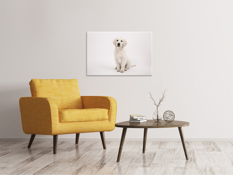 Canvas print Cute Golden Retriever puppy