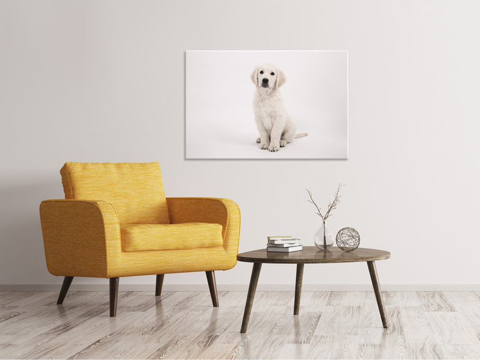 Canvas print Cute Golden Retriever puppy