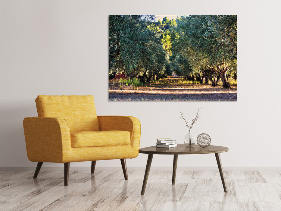 Canvas print Magnificent olive trees